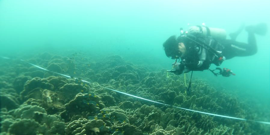 Evento “Reef Check 2020” mostra condições saudáveis e estáveis dos corais em Hong Kong