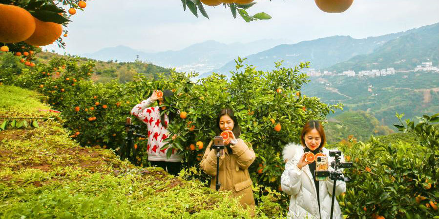 Transmissão ao vivo ajuda a melhorar a renda dos produtores de laranja em Hubei
