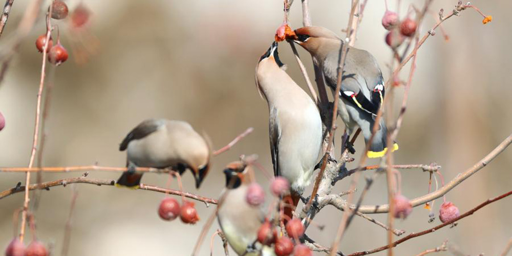 Fotos: pássaros que visitam a cidade de Zhangjiakou nos meses mais frios