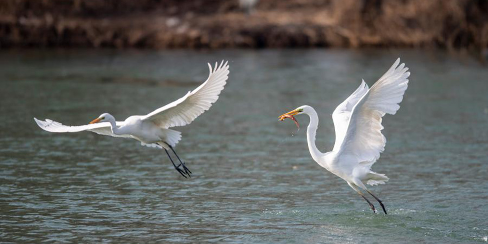 Fotos: aves aquáticas no Parque do Pântano de Fenhe em Taiyuan
