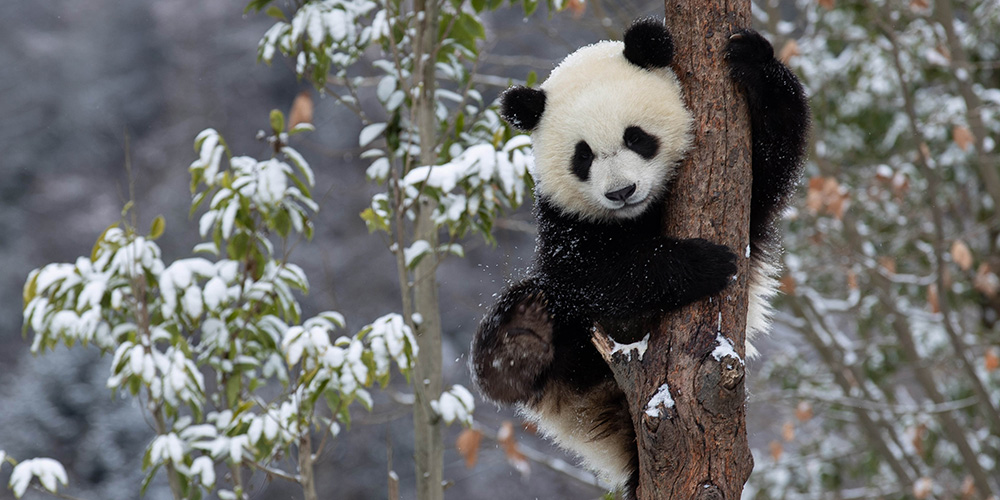 Pandas-gigantes se divertem brincando na neve na Reserva Natural Nacional de Wolong