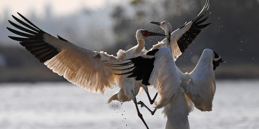 Aves migratórias chegam ao lago Poyang para passar o inverno