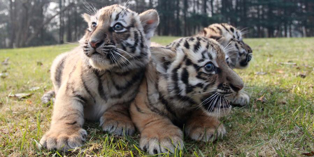 Filhotes trigêmeos de tigre fazem estreia pública no zoológico de Yangzhou