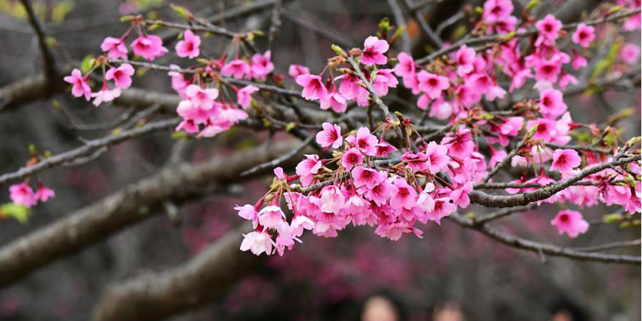 Visitantes aproveitam tempo de lazer em meio às flores de cerejeira em Fujian