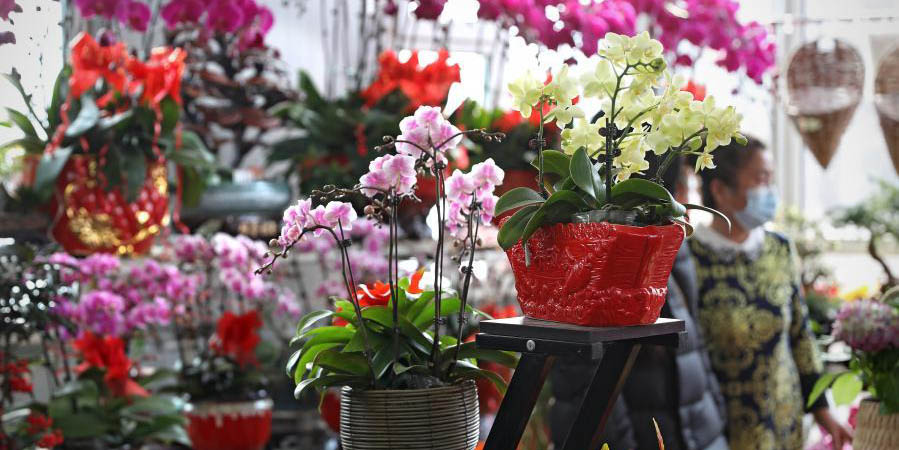 Moradores de Liaoning compram mais flores enquanto a Festa da Primavera se aproxima