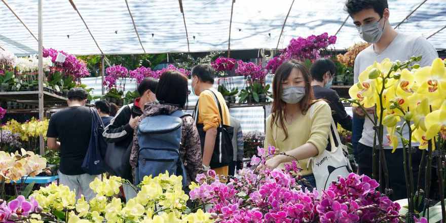 Hong Kong impõe restrições ao comércio de flores do Ano Novo Lunar em meio à pandemia