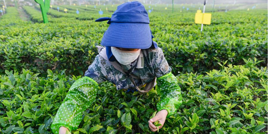 Agricultores colhem folhas de chá em um jardim de chá em Hainan