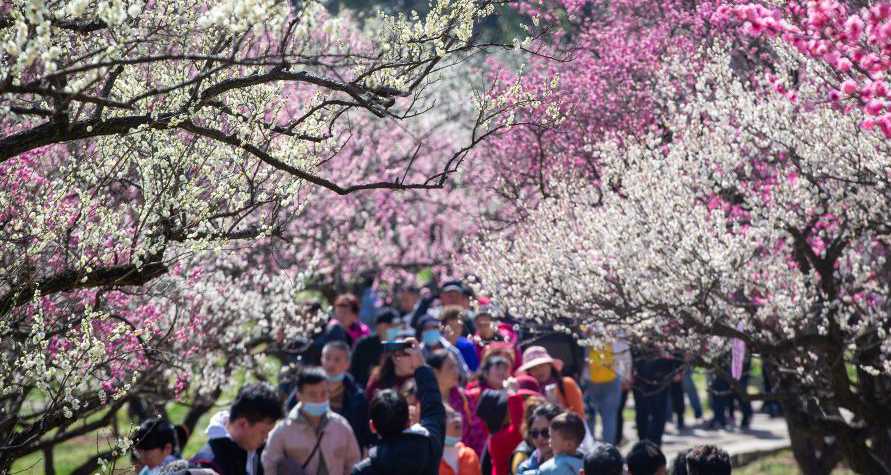 Festival de flores de ameixeira começa em Nanjing, no leste da China