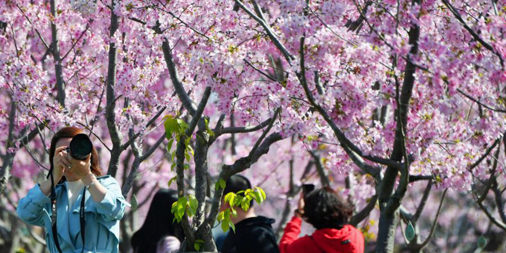 Moradores apreciam flores de cerejeira em Guizhou