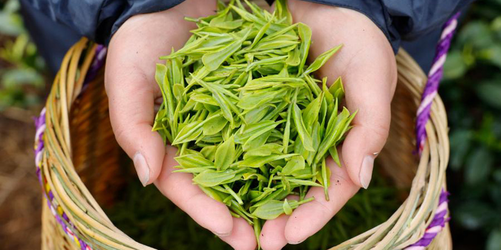 Agricultores colhem folhas de chá em plantação em Zhejiang