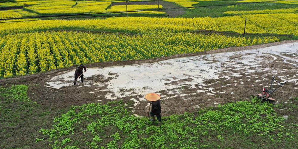 Agricultores chineses começam preparo e plantio das culturas de primavera