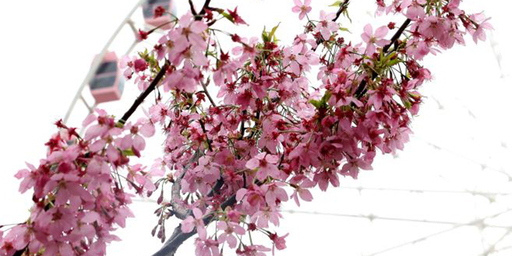 Festa das Cerejeiras floreia o Parque Gucun em Shanghai