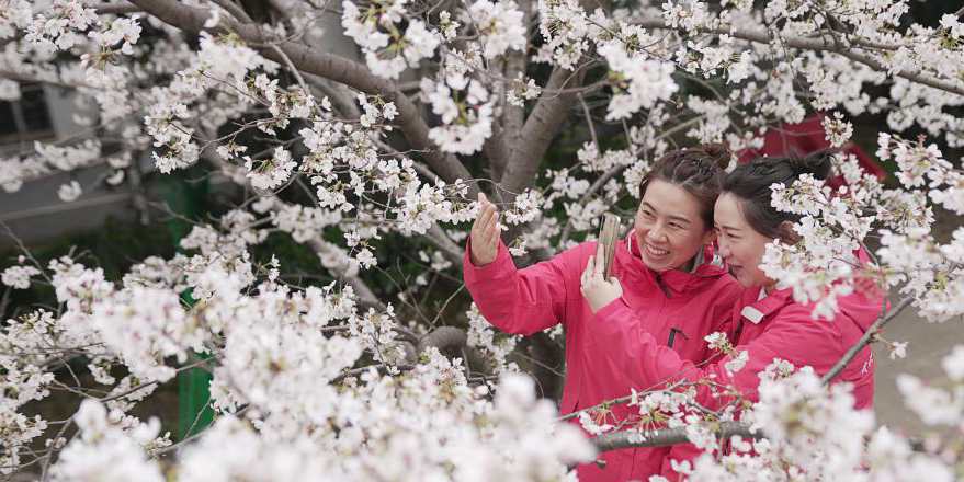 Temporada de flores de cerejeira em Wuhan traz de volta à cidade profissionais de saúde do país inteiro