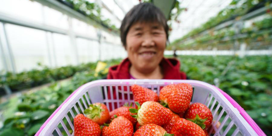 Distrito de Lishui da cidade de Nanjing promove indústria de morango