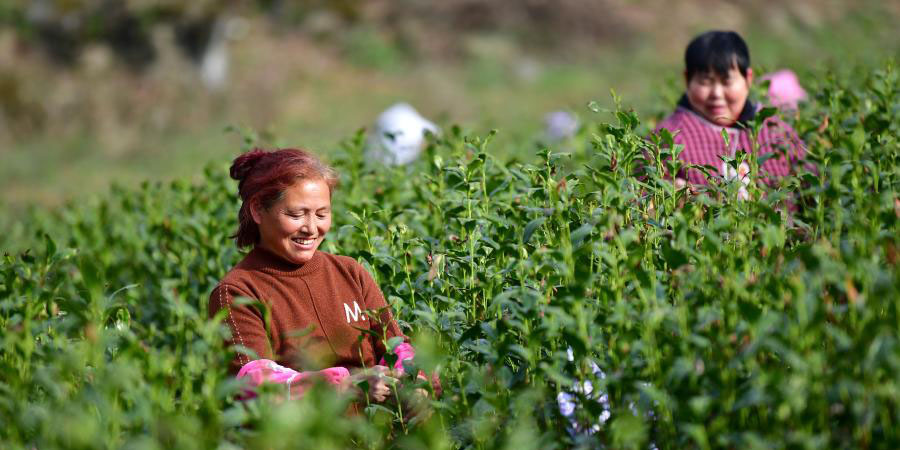 Temporada de colheita de chá começa na China