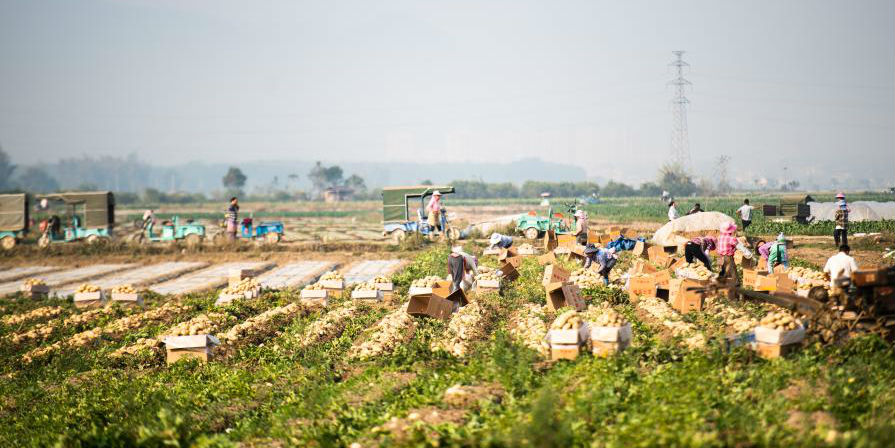 Produtores iniciam colheita de batata em Yunnan