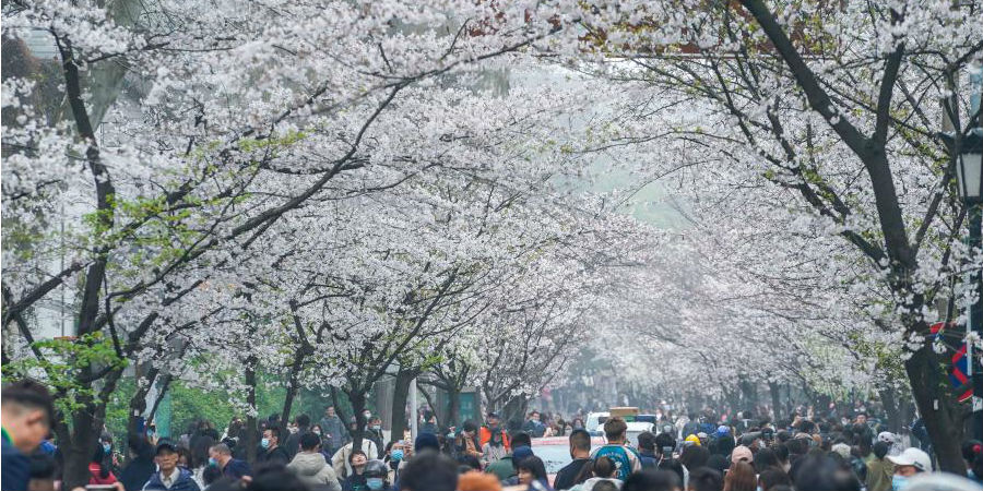 Cerejeiras desbrocham na cidade de Nanjing