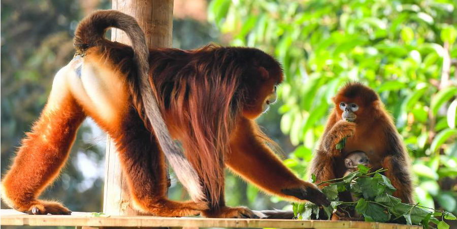 Zoológico de Guangzhou apresenta filhote de macaco-dourado ao público