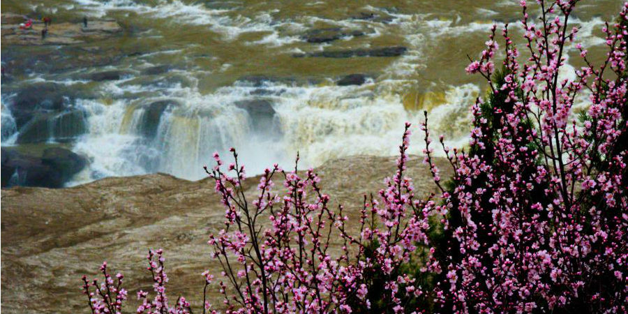 Flores da primavera colorem a cachoeira Hukou do rio Amarelo