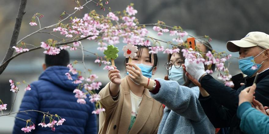 Fotos: flores de cerejeiras no Parque Yuyuantan em Beijing