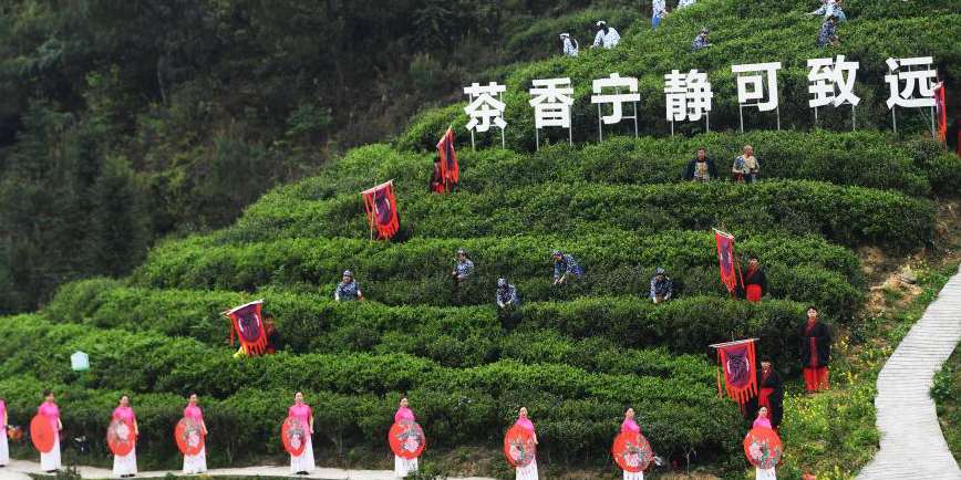 Chongqing realiza o festival da cultura do chá