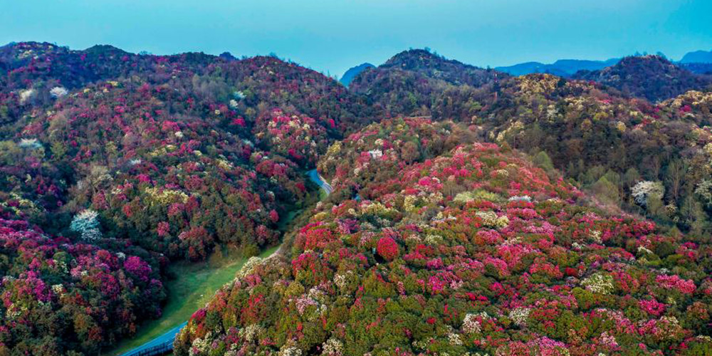 Flores de azaleia colorem paisagens em motanhas em Guizhou