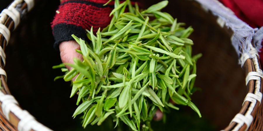 Fotos: tradicional processamento de chá em Hangzhou