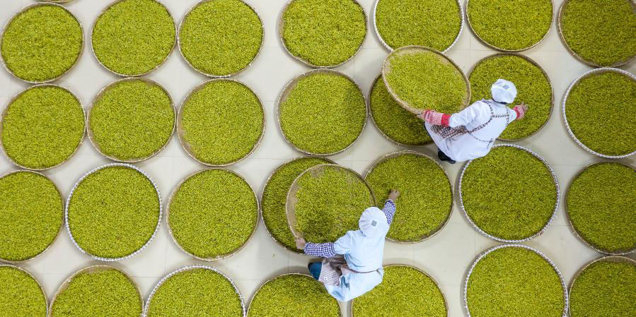Produtores colhem e processam folhas de chá em Zhejiang