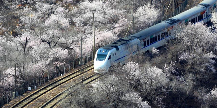 Trem passa por árvores floridas no subúrbio de Beijing