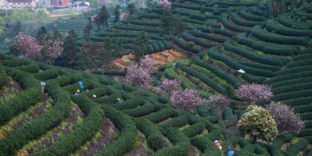 Plantação de chá com cerejeiras floridas em Hangzhou