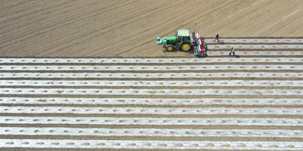 Semeadura de algodão da primavera começa em áreas de irrigação em Xinjiang