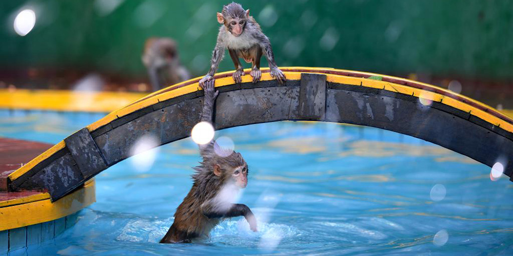 Macacos se divertem na Ilhota Nanwan em Hainan