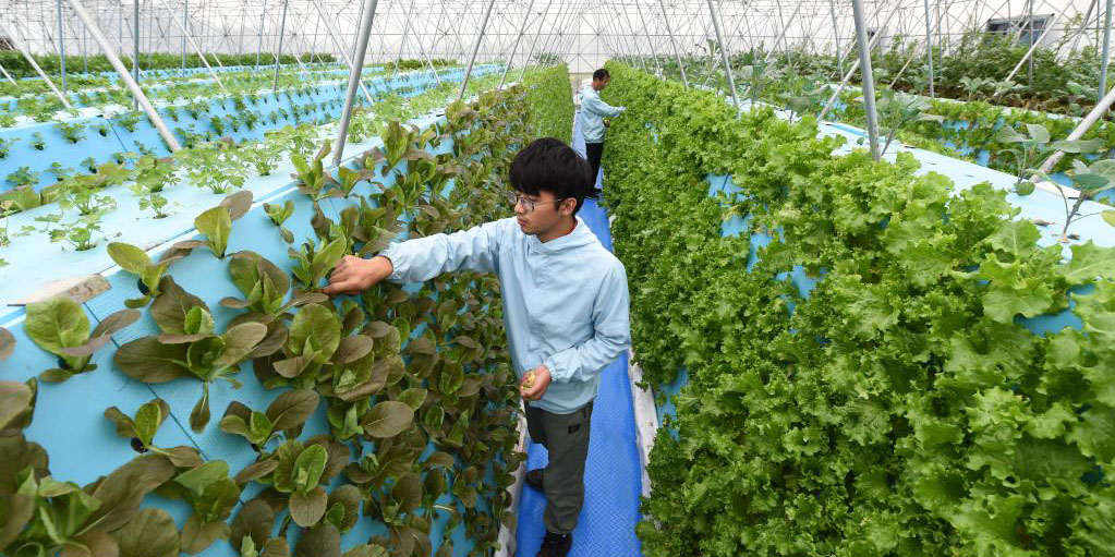 Sistema de cultivo sem solo em estufas economiza recursos da terra e de mão-de-obra em Anhui