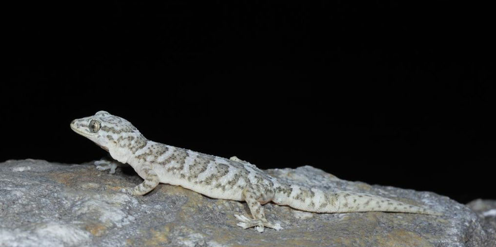 Nova espécie de lagartixa é descoberta em região montanhosa no sudoeste da China