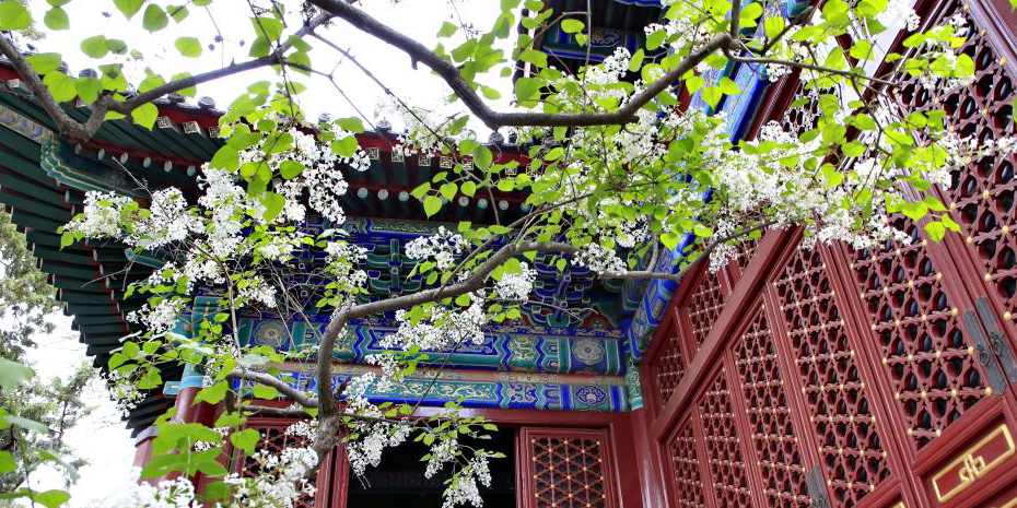 Fotos: plantas floridas marcam a chegada da primavera em templos de Beijing