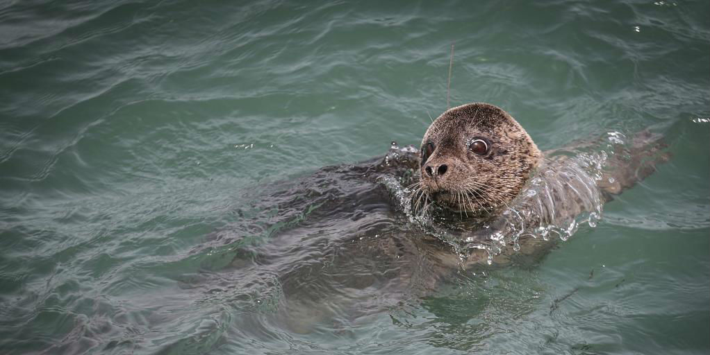 Oito focas-manchadas são soltas no mar em Dalian
