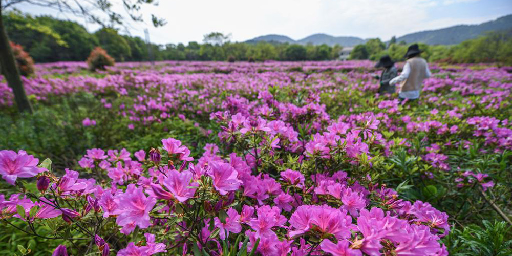 Primavera encanta com flores e cores variadas em Changxing