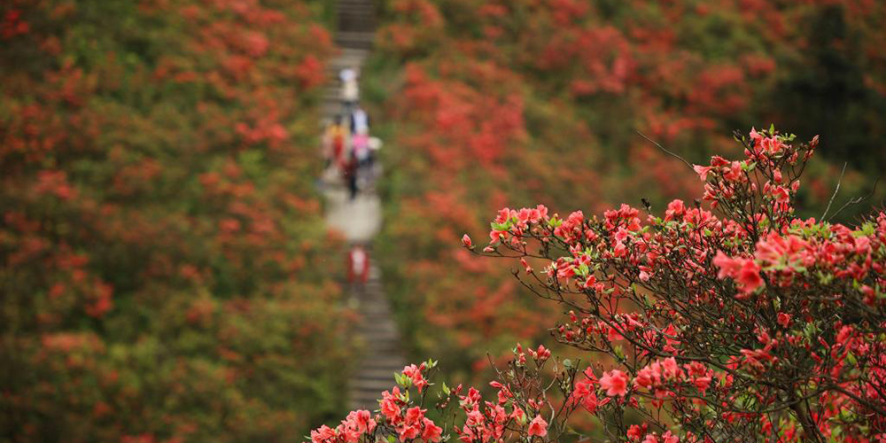 Azaleias florescem e levam mais cor para a paisagem da montanha Longquan em Guizhou