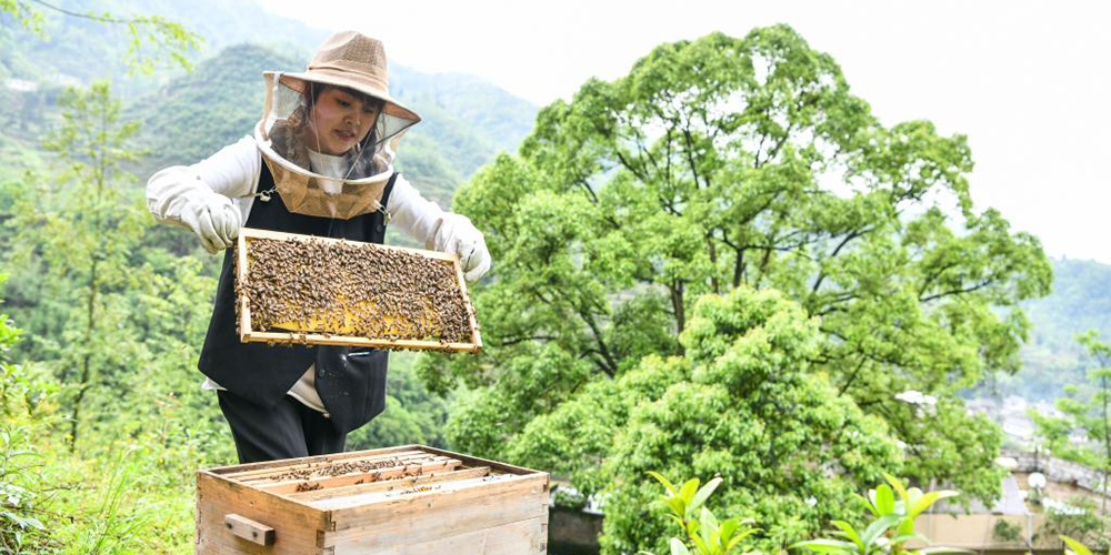 Jovem ajuda moradores a desenvolver apicultura em região rural de Guizhou
