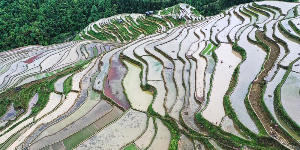 Fotos: campos de terraços na aldeia de Dangniu, província de Guizhou
