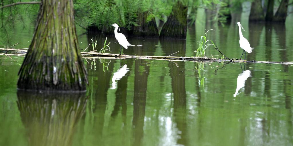Parque Nacional do Pântano do Lago Chishan: paraíso das aves no leste da China