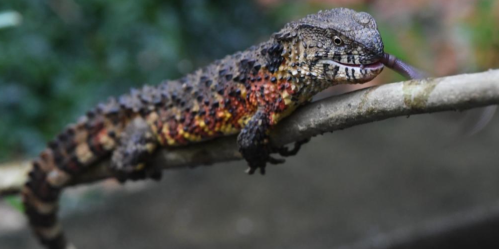 População selvagem de crocodilos-lagarto na China permanece estável