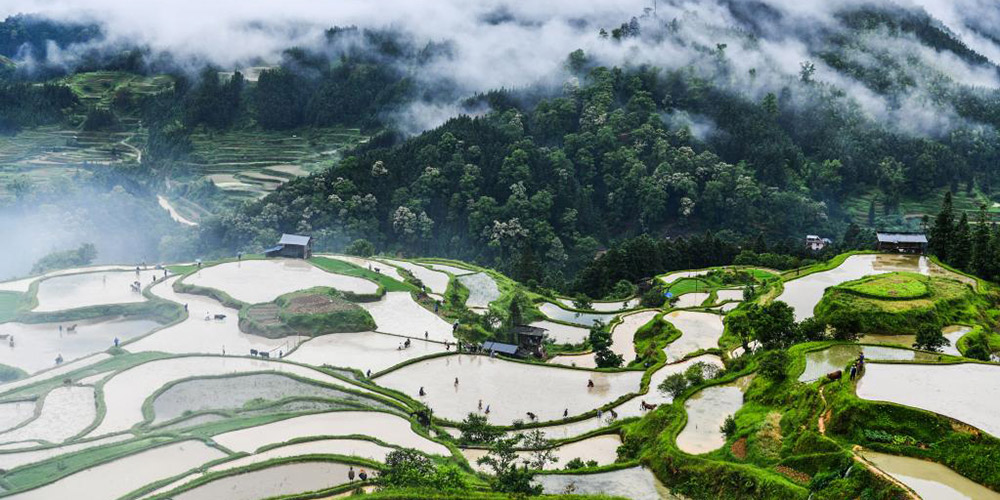 Agricultores trabalham e terraços na província de Guizhou