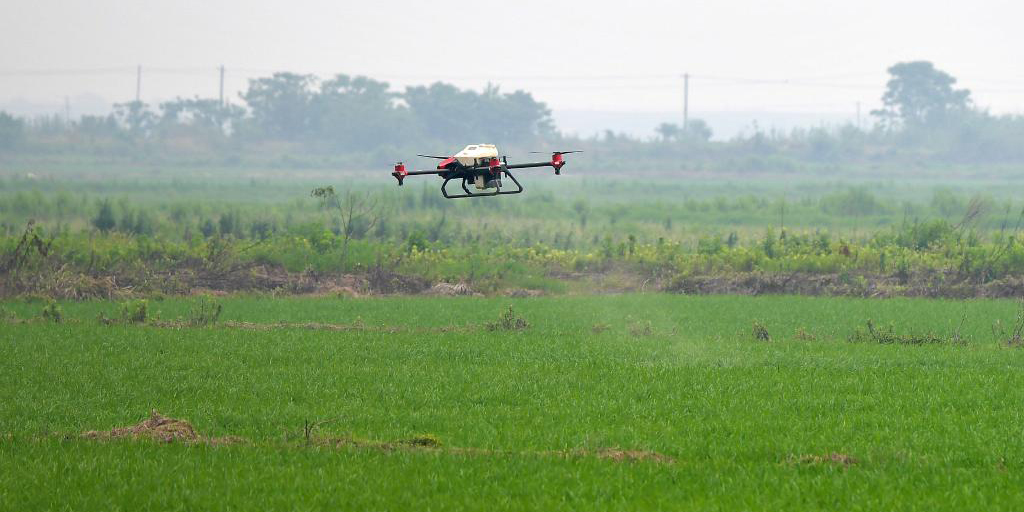 Agricultores chineses realizam trabalho de proteção de cultivos com drones para garantir crescimento de arroz