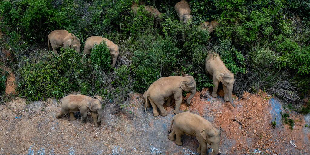 Elefantes asiáticos selvagens migram para o norte na província de Yunnan