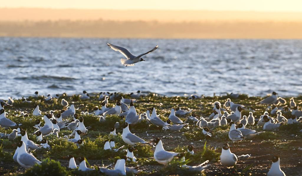 Fotos: gaivotas-relíquia no lago Hongjiannao em Shenmu, província de Shaanxi