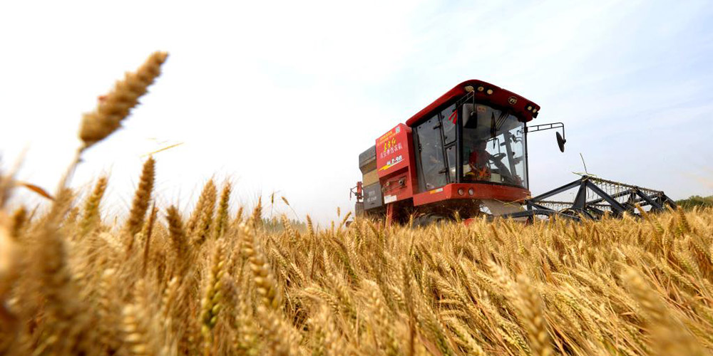 Fotos: colheitadeiras colhendo trigo em campo na província de Hebei