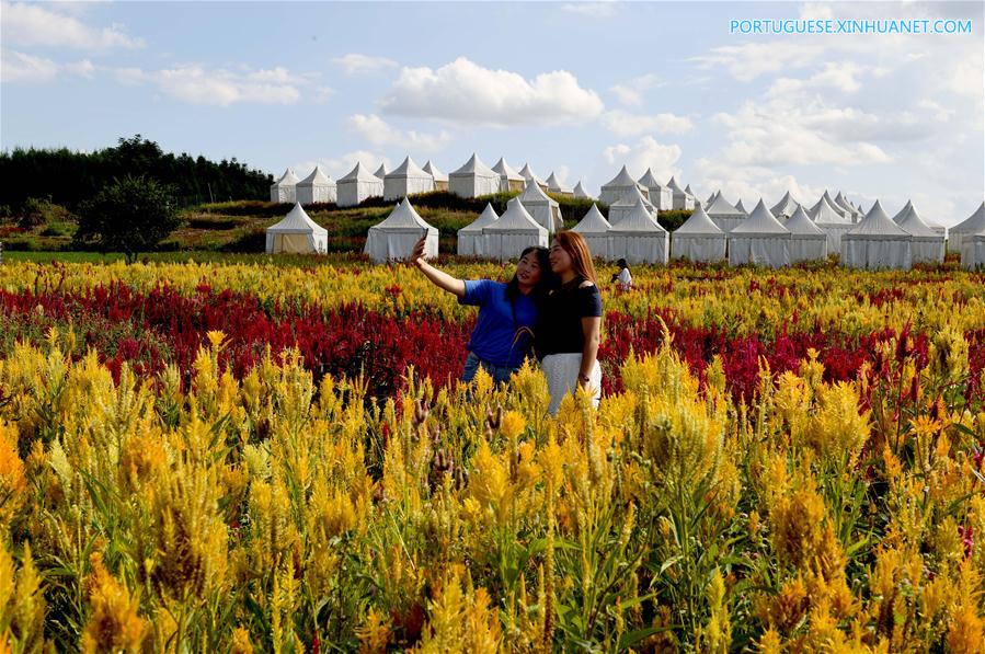 Distrito de Yunnan cria campos de flores coloridas para impulsionar  turismo_portuguese.xinhuanet.com