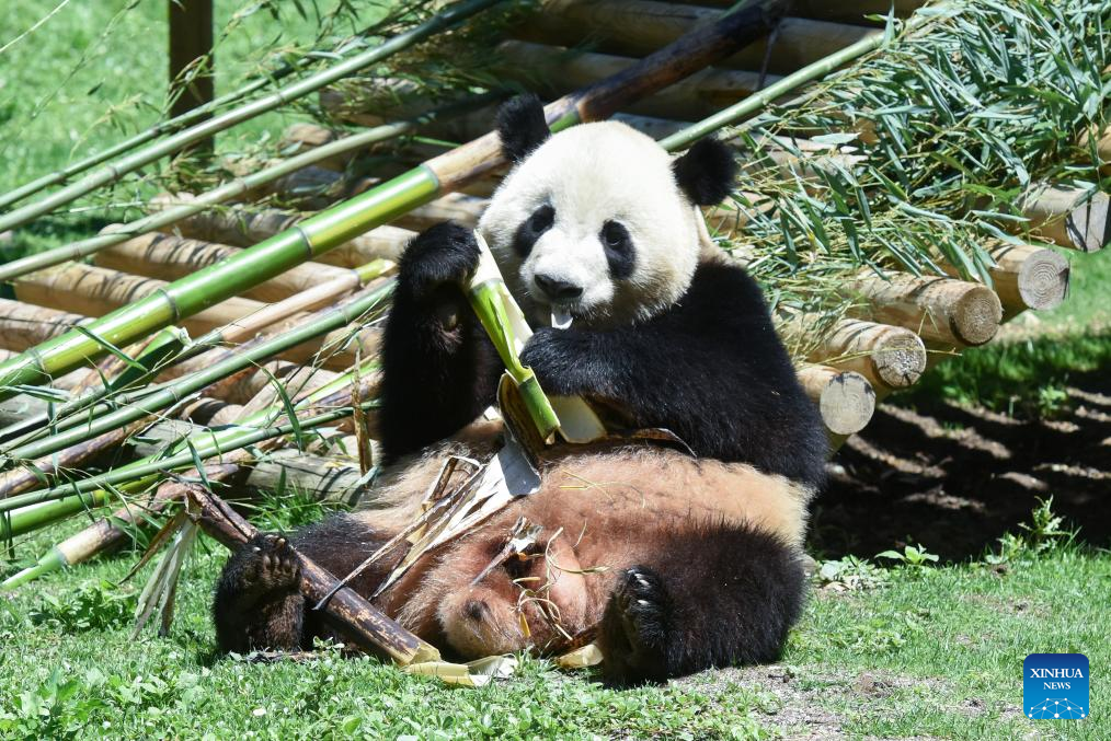 Nueva pareja de pandas gigantes debuta en España: Xinhua