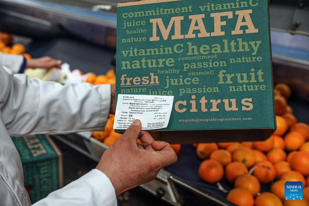 Destaque: Política de tarifa zero da China abre portas mais amplas para exportações egípcias de frutas cítricas